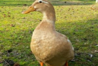 Saxony Duck Breed Profile
